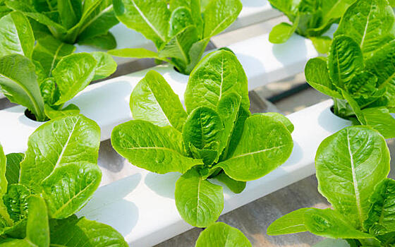 6 умных устройств для выращивания зелени на подоконнике