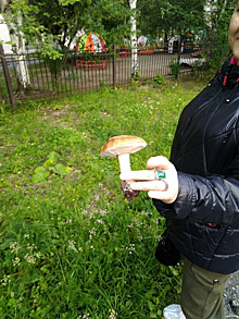 Свердловчане стали собирать грибы во дворах многоэтажек