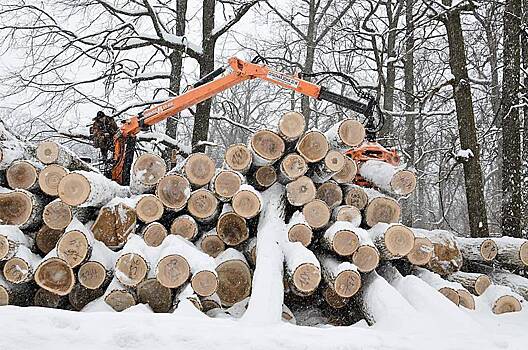 Российские компании попросили не заставлять их валить лес
