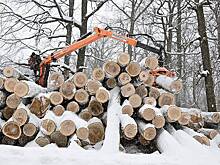 Российские компании попросили не заставлять их валить лес