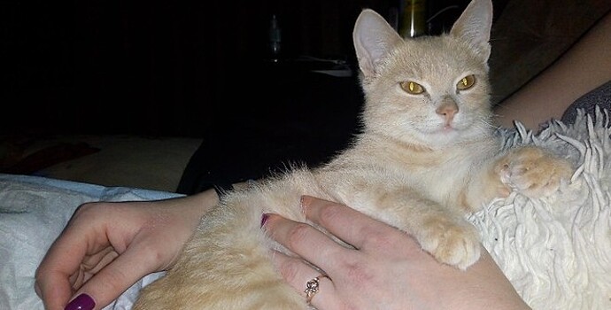 Получивший девять пулевых ранений пермский котёнок пошёл на поправку