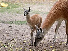 В нижегородском «Лимпопо» рассказали о новых жителях зоопарка