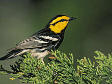 NatSustain: торговля кокаином разрушает леса, лишая птиц природной среды