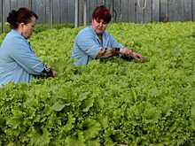 Приморской «Суражевке» удалось избежать банкротства по иску налогоиков