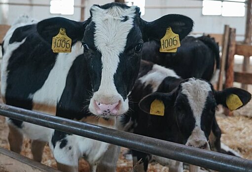 Молочный цех появится в Клину благодаря губернаторскому гранту