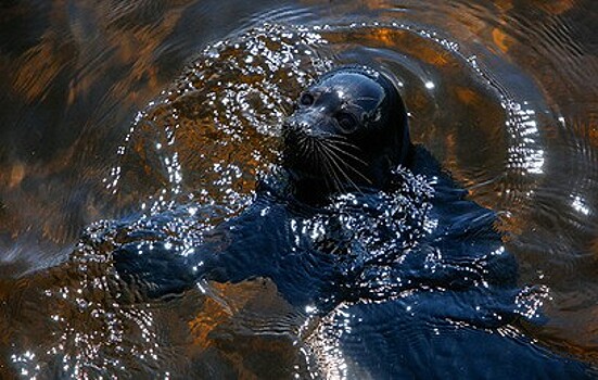 Российские зоологи начали операцию по спасению Балтийской кольчатой нерпы