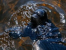 Российские зоологи начали операцию по спасению Балтийской кольчатой нерпы