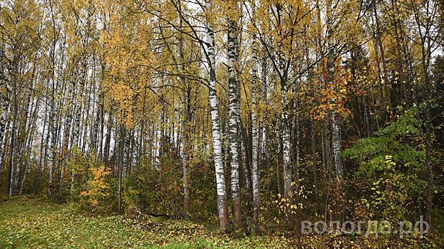 Лесопожарная обстановка на территории Вологодской области остается стабильной