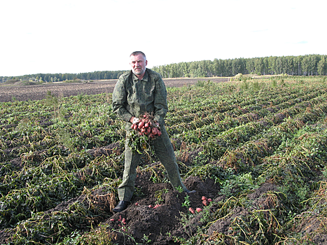 Картошка без грибов