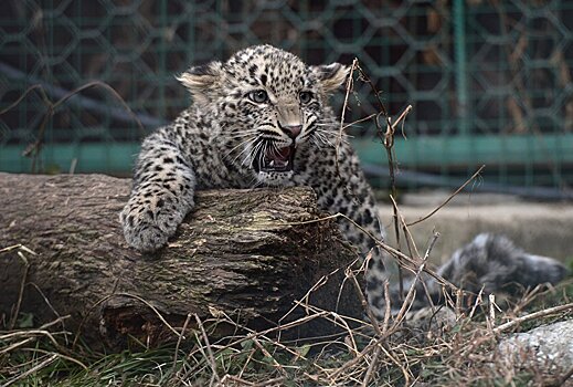 В Северную Осетию привезут переднеазиатского леопарда