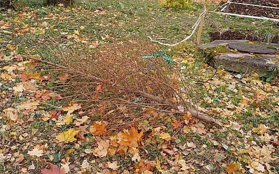 Житель Рязанской области не мог выкинуть новогоднюю елку до октября