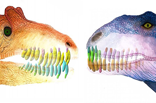 Учёные выяснили, как часто динозавры меняли зубы