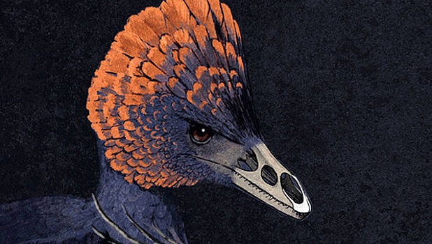 "Курицезавр" помог ученым выяснить, как возник клюв у птиц