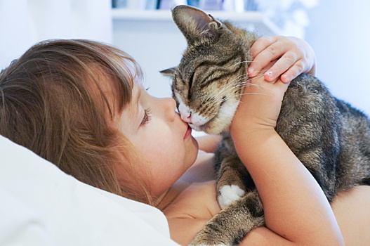 Названы самые популярные породы кошек в российских семьях