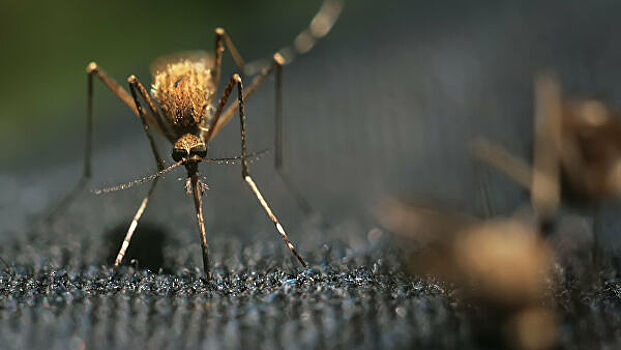 Нашествие комаров ждёт россиян в мае