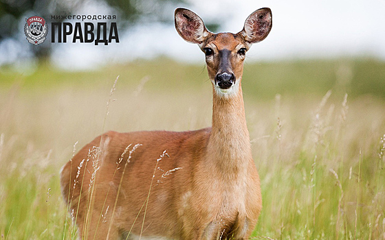 Браконьеров в Нижегородской области будут отслеживать с воздуха