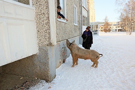 Почему бродячие хряки третируют жителей уральского города