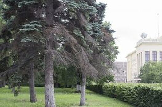 Челябинск может потерять голубые ели в центре города