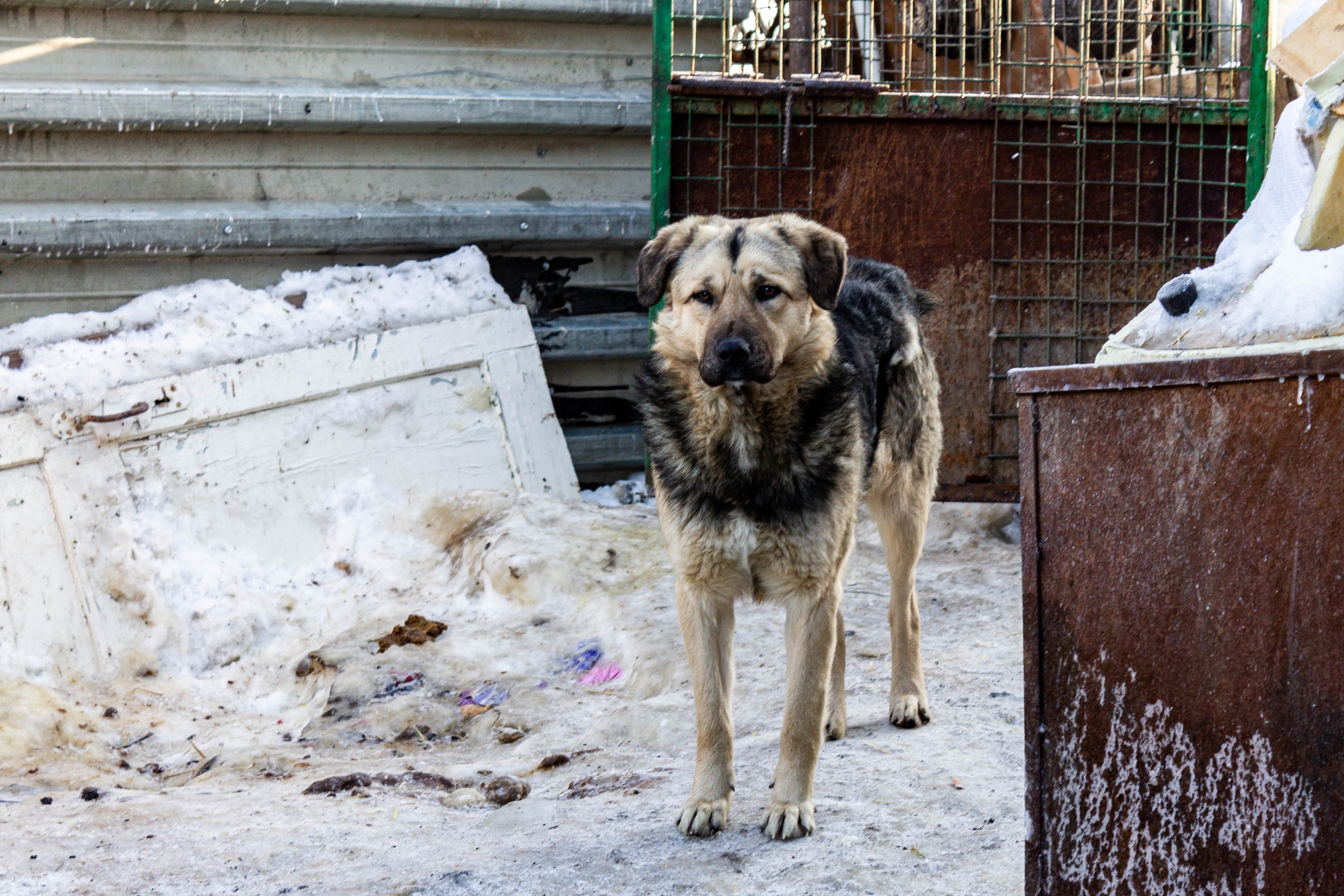 Глава СКР Бастрыкин потребовал проверить разведение 50 агрессивных собак жительницей Новосибирска
