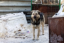 Экс-депутат Госдумы от Новосибирской области Вера Ганзя предложила усыплять бездомных собак