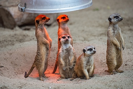 В Ростовском зоопарке сделали бесплатный вход для участников СВО и членов их семей