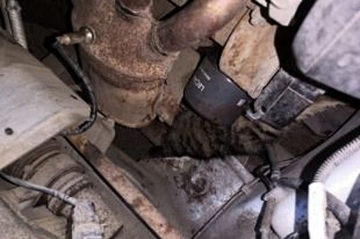 В Ульяновске спасли котёнка, застрявшего в моторном отсеке машины