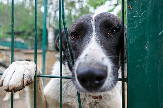 В Татарстане задержали директора зооприюта после нападения собак на девочку