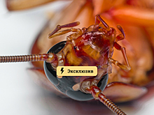 Россиянам перечислили основные и неожиданные опасности от тараканов. Прячьте уши
