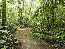 Мальчик провел десять дней в джунглях и выжил благодаря звездам