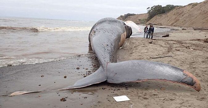 Появление этого кита шокировало весь мир