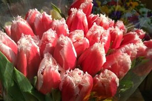 Тюльпаны из Эквадора. Как в Ростове выросли цены на цветы перед 8 марта