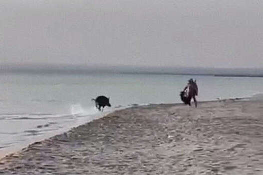 В Крыму дикий кабан выплыл из моря на пляж в поселке Мирный и распугал людей