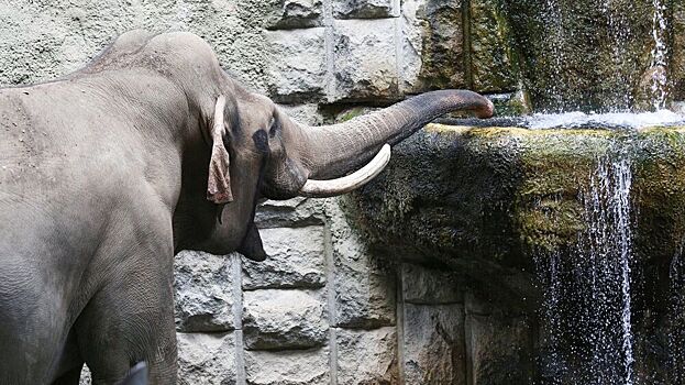 Статую буддийского слона возрастом 2300 лет нашли в Индии