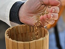 Эксперты рассказали, возможен ли дефицит семян в России