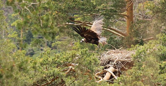Всемирный фонд дикой природы реализует в КБР проект по защите мест гнездования редких птиц