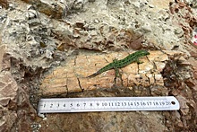 В Шестаково обнаружили фрагмент кости гигантского динозавра