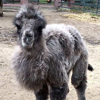 Верблюжонок впервые родился в балахнинском зоопарке (ФОТО)