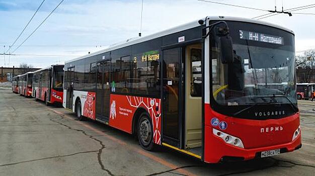 В Перми доля низкопольного общественного транспорта достигла 79,8 процента
