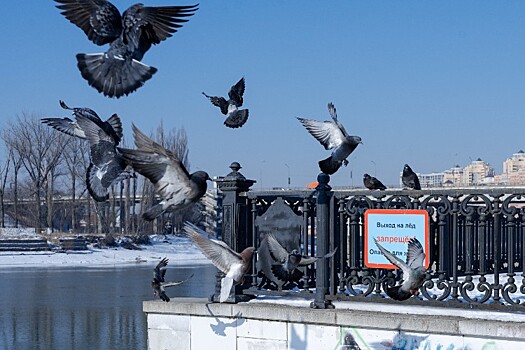 Инсульт и кровотечение: установлена причина массовой гибели голубей в Туапсе