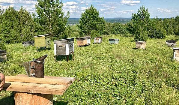 В Минсельхозе Удмуртии детально разбирают каждую жалобу пчеловодов на аграриев