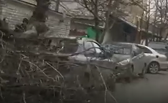 В Анапе из-за штормового ветра дерево упало на автомобиль (видео)