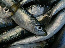 Массовая гибель сардин зафиксирована на Кунашире