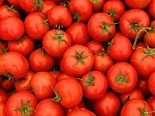 Ввоз турецких помидоров предложили увеличить
