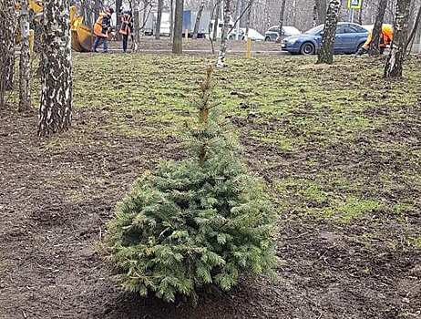 Житель Лианозова высадил за домом новогоднюю елку