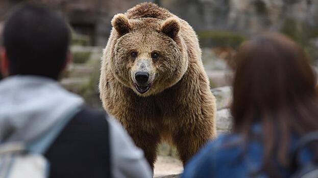 В Карелии произошло нашествие медведей