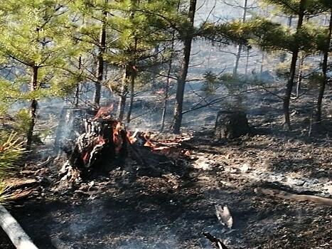 За майские праздники в Забайкалье произошёл 51 лесной пожар