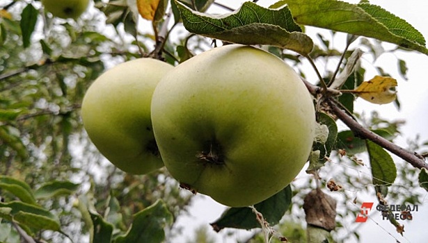 На Кубани собрали большой урожай яблок, но низкие цены никто не пообещал