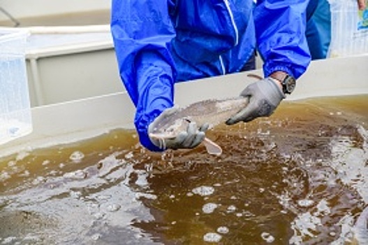 В Ханты-Мансийске вновь состоялась экологическая акция «Расти, осетр»