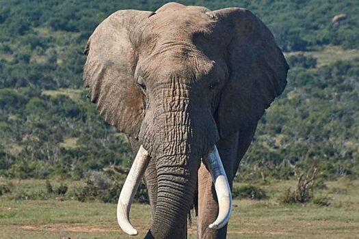 Индийские слоны приехали в отпуск в Сочи