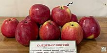 Свыше 18 тысяч орловских яблонь высадят в Ставропольском крае и Калужской области